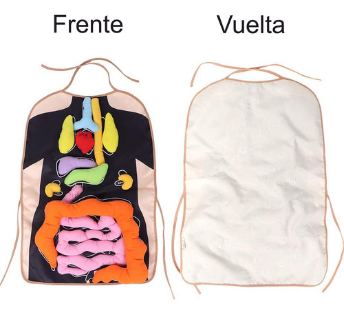Delantal Mandil Anatomía Juguete Didáctico Ciencia Escolar