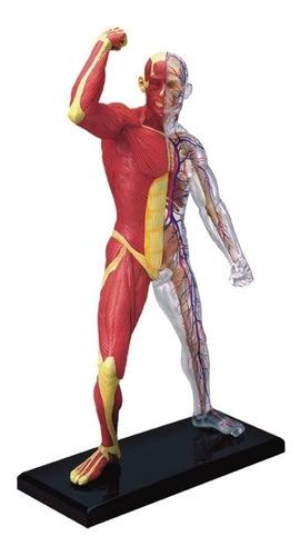 Modelo Anatomía Músculos Y Esqueleto Famemaster 4d Vision