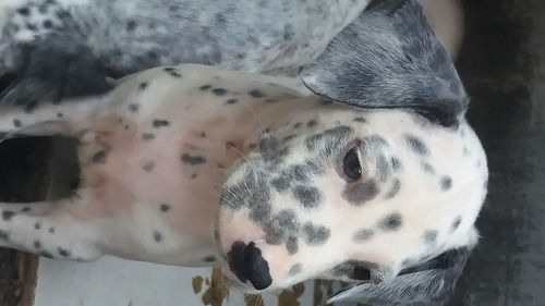 Cães Dálmatas Todo Pintado