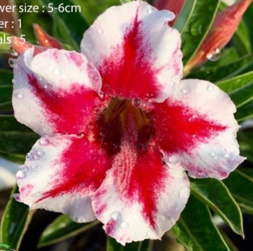 Imagem 10 de 10 de Semente Rosa Do Deserto Mix Cores 100 Adenium Frete Grátis