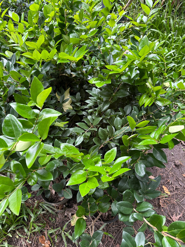 Olea Verde 70cm Maceta 3l Cerco Vivo Resistente