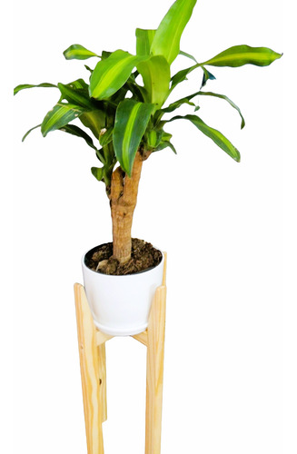 Combo Planta Palo De Agua C/maceta Premium Plato Pie Nórdico