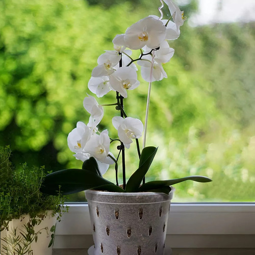 Maceta Para Plantar Orquídeas De 5 Piezas Con Agujeros Y Ban