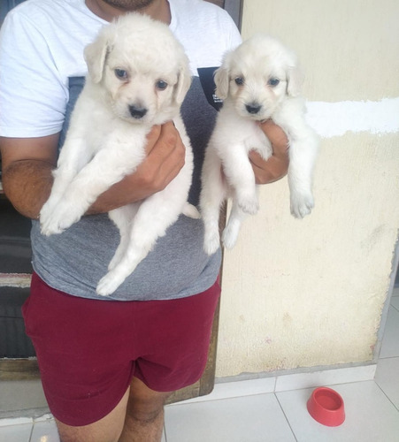 Lhasa Apso Macho