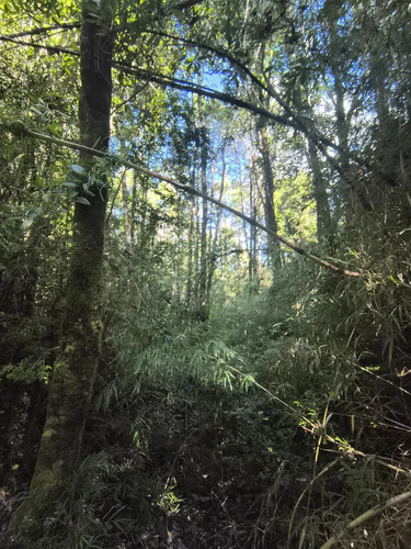 1 Hectárea En Chiloé - Bosque Renoval Cerca De Castro