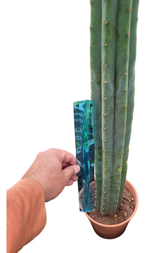 Trichocereus Pachanoi Grande. 80cm. Cactus Peruano Blanco
