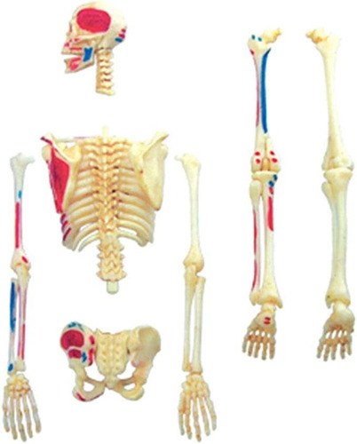 Imagen 4 de 5 de Modelo De Anatomía De Esqueleto Humano 4d 46 Partes 626011
