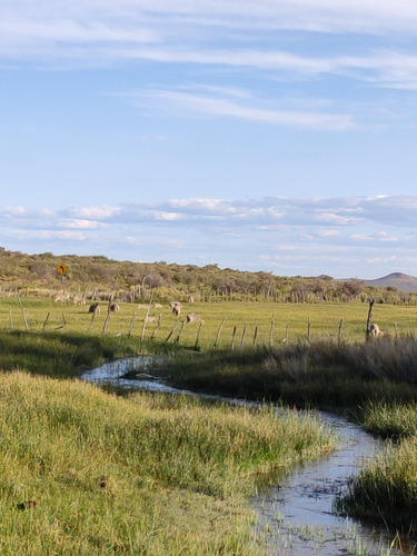 Se Vende Campo De 10.000 Ha En Sierra Colorada, 28 Dol/ha