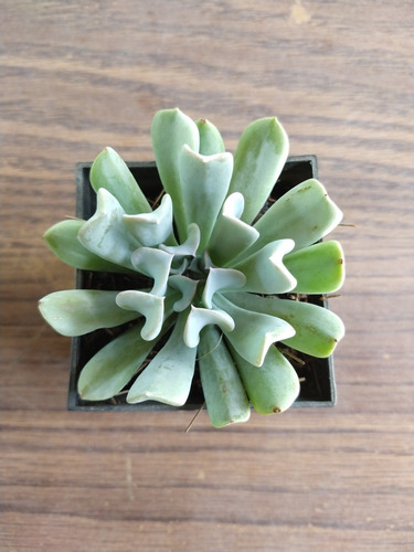 Echeveria Runyonii Pack 30 Pzas Envio Gratis