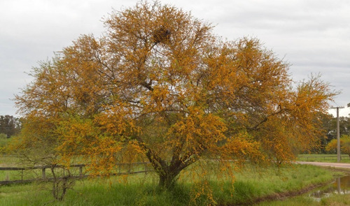Semillas De Árbol Espinillo (aromito, Vachellia Caven) X100