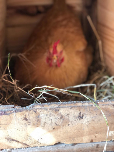 Imagen 6 de 9 de Huevos Fértiles De Orpington Leonado