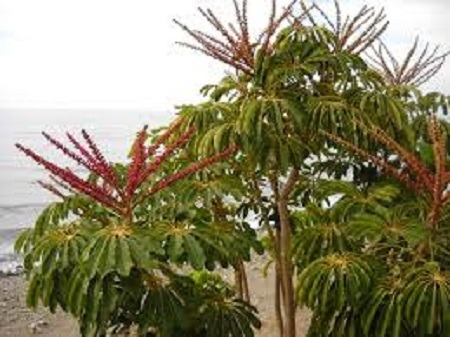 Árvore Guarda Chuva Schefflera 300 Sementes Frete Grátis Bra