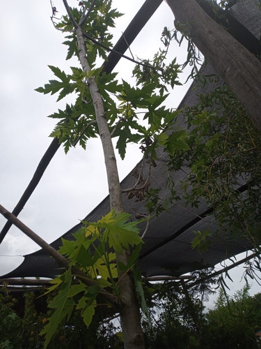 Imagen 4 de 10 de Acer Saccharum - Grande - Hermoso - E/caba Y Gba