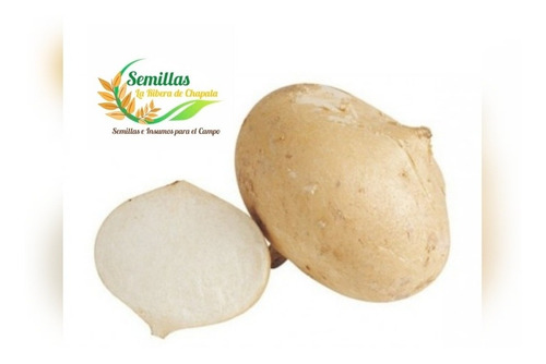 Semilla De Jícama De Agua, Bolsa 50 Grs