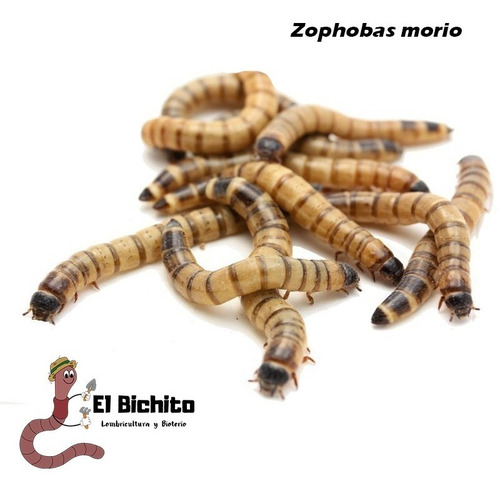 Zophobas Morio X 1000 Alimento Vivo Gusanos