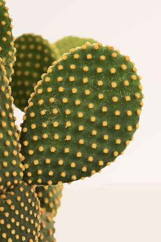 Planta Cactus Opuntia, Alas De Ángel, Orejas De Conejo Nopal