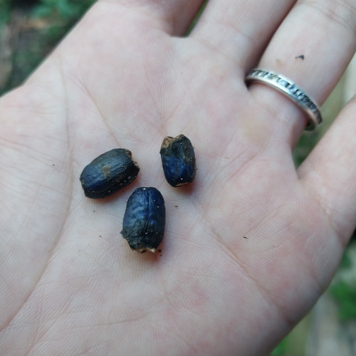 (3) Sementes De Heliconia Rostrata Exótica E Ornamental