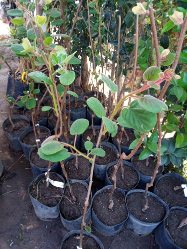 Imagen 2 de 10 de Arbol De Kiwi Macho O Hembra - Viv.hab.senasa - Ent.gratis