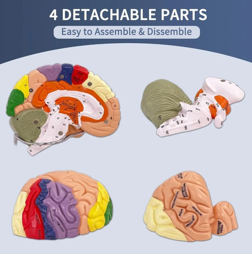Simulador Palpación Abdominal Y Parto (kit De Dilataciones)