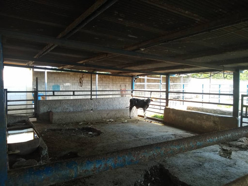 Imagen 4 de 26 de Finca En Apartadero - Cojedes