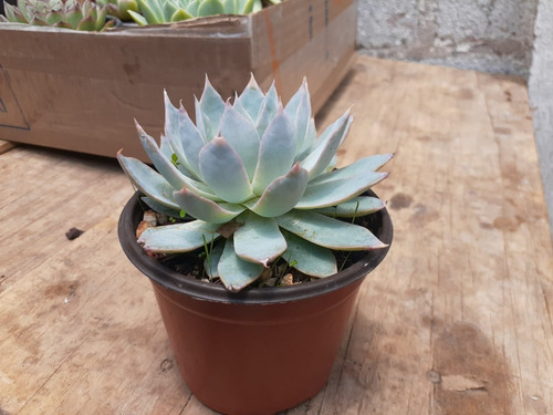 Echeveria Peacockii O Desmetiana Suculenta Mercado Envíos