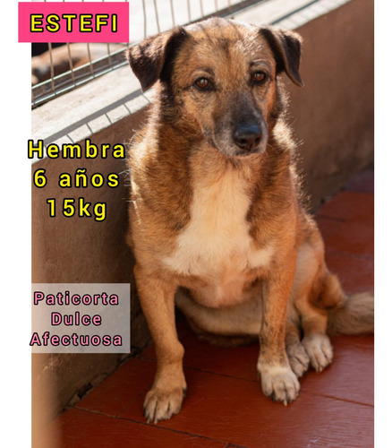 Estefi, Gordita Petisa Reina Batata Hermosa, Adopcion. , Lee