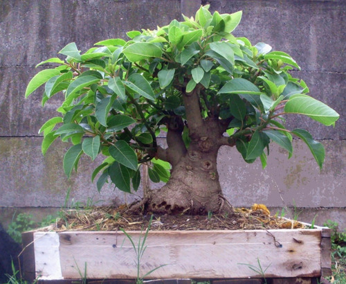 Semillas De Ombu Bonsai O Jardin X 20 Unid