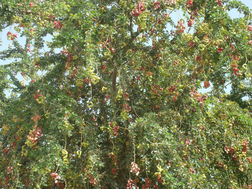Árbol De Guamúchil