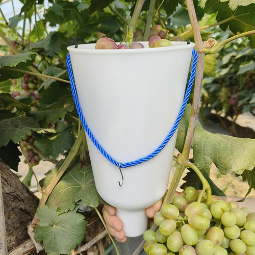 Recipiente De Contenedor De Fruta Copa De Mueca De Uvas S