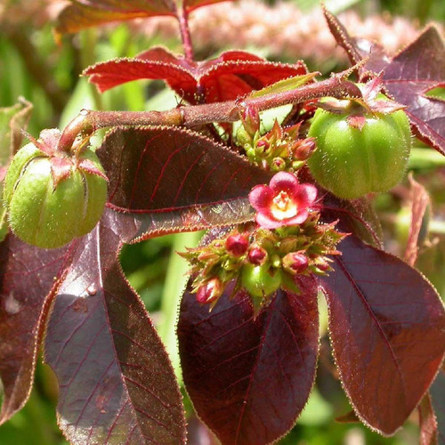 Chá De Pinhão Roxo - Jatropha Gossypiifolia - 100g