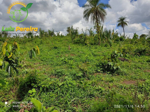 Imagem 7 de 15 de Fazenda À Venda Em Dois Irmãos - To - 561,44 Hectares (pecuária) - 2084