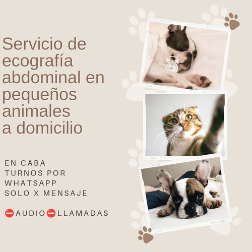 Ecografia Veterinaria A Domicilio Caba