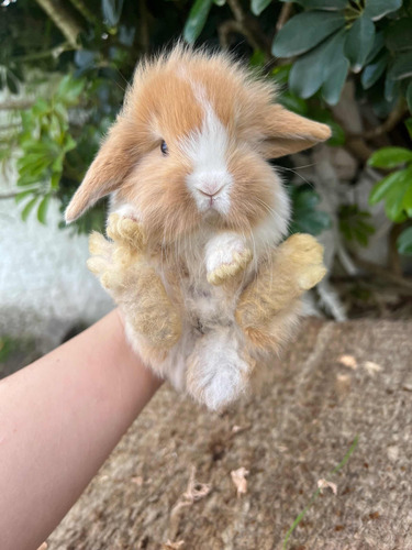 Conejitos Leon Lop Enanos Peluditos