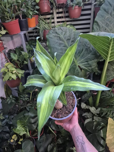 Planta Palo De Brasil Para Que Sirve