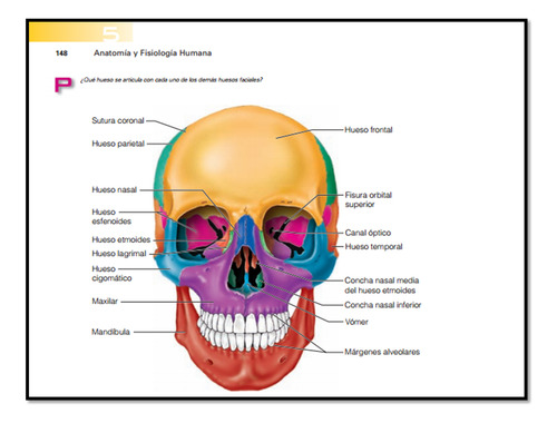 Anatomia Y Fisiologia Humana - Elaine N. Marieb (Usado)