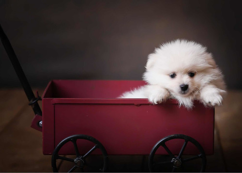 Imagem 1 de 4 de Lulu Da Pomerania