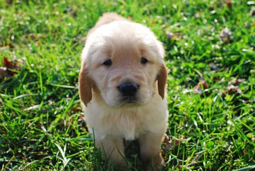 comprar Cachorras Y Cachorros Golden Retriever. Garantia Un Año Real