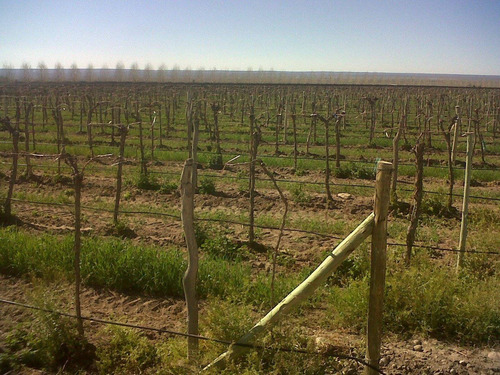 Imagen 4 de 8 de El Cepillo, 51 Has Uvas Finas