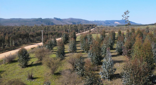 Parcelas En Vichuquén Al Lado De Laguna Torca Y Playa Llico