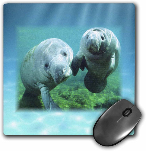 3drose Llc 8 x 8 x 0.25 inches Mouse Pad, 2 manaties Lo