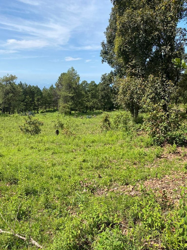 Imagen 10 de 11 de Gran Terreno En Paraje Palacio, Huitzilac, Morelos.