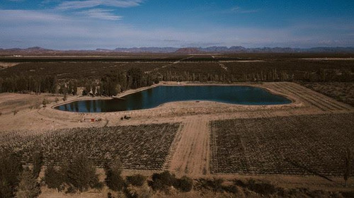Imagen 3 de 10 de Finca 96 Ha En Venta- Cuadro Benegas -san Rafael- Mendoza
