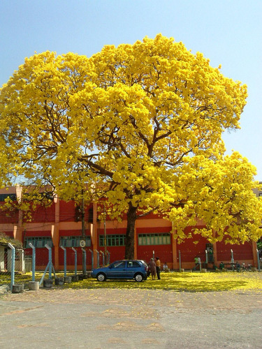 Tabebuia Lapacho Guayacan 1mt Alto - 1 Unidad.