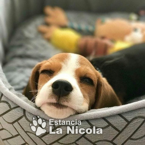 Cachorro Beagle Tricolor!! 030