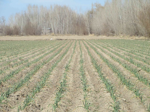 Imagen 1 de 8 de Finca En Venta - San Carlos - Valle De Uco