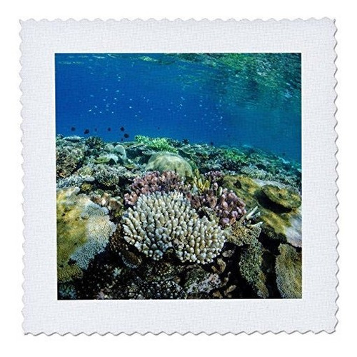 Colcha Cuadrada Subacuática En 3d Rose Coral Reef Diversity 
