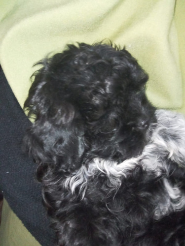 Última Cachorra Shitzu .