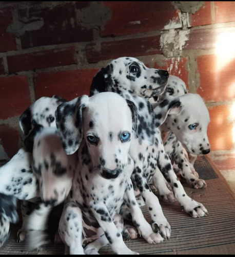 Cachorros Dalmata