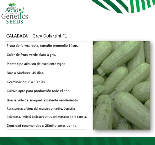Semilla Calabaza Dolarzini F1 200semillas Zucchini Híbrido