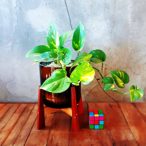 Imagen 4 de 8 de Scindapsus Little Terrario 16 Con Soporte
